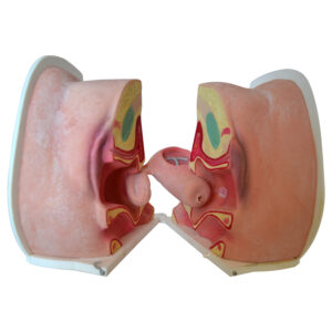 Female Contraceptive Trainer