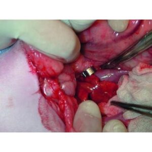 Ameroid Constrictors