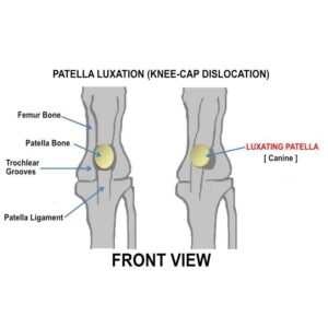 Rapid Luxation Set